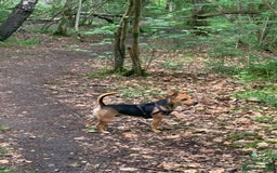 Jack Russell dogs for stud: Stud Available – Jack Russell Terrier - Image 3