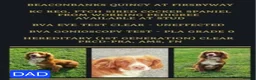 Cocker Spaniel dogs for sale: Beautiful litter of 7 Pedigree Cocker Spaniels in Doncaster - Advert 25