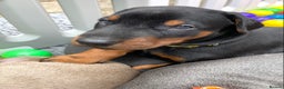 Dobermann dogs for sale: KC REGISTERED DOBERMAN ( 11 months old : Intact) - Advert 26