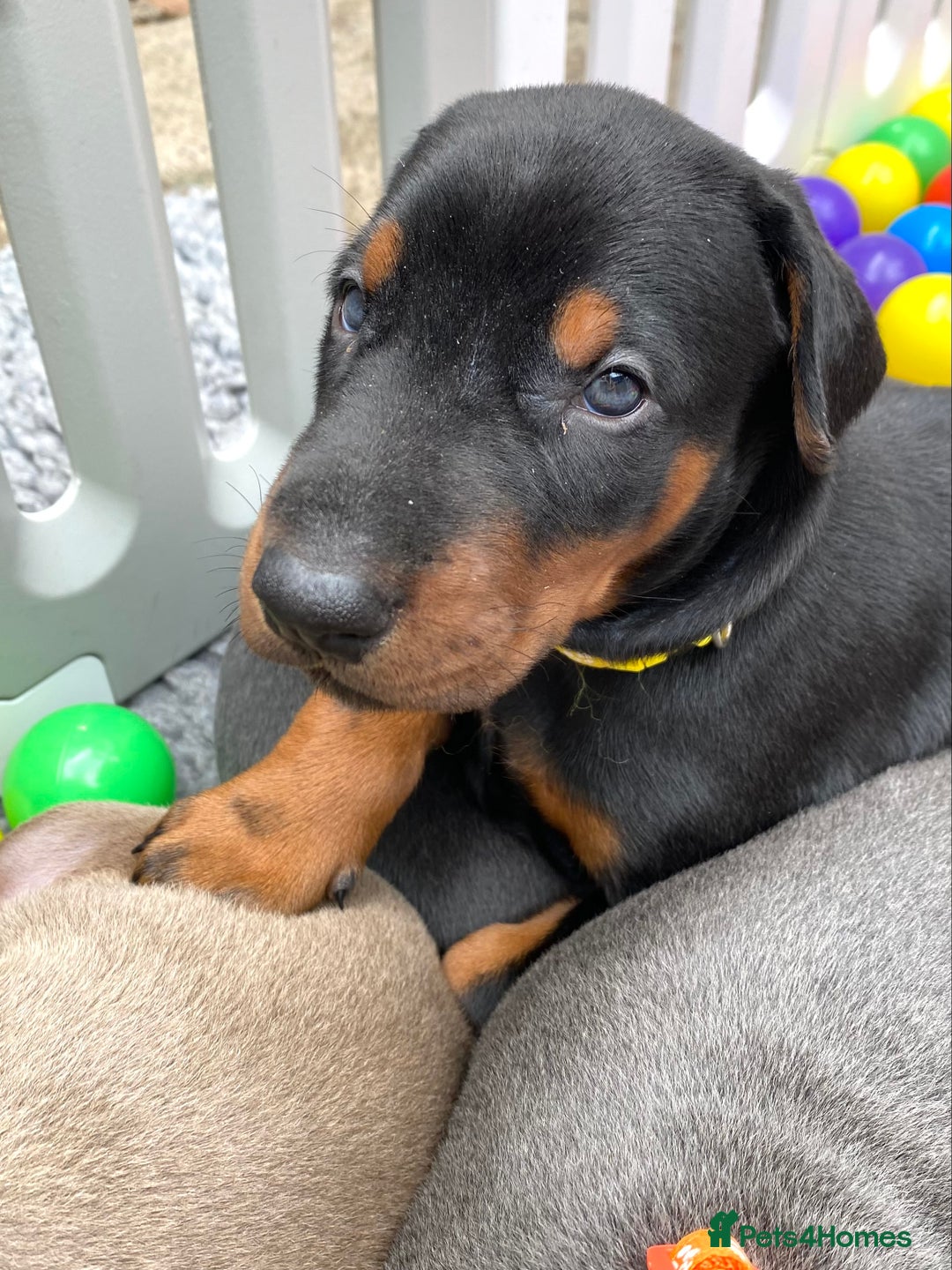 Dobermann dogs for sale: KC REGISTERED DOBERMAN ( 11 months old : Intact) - Advert 26
