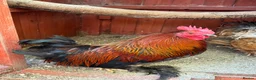 Chickens poultry for sale: 4 Cockerel for rehoming  - Advert 5