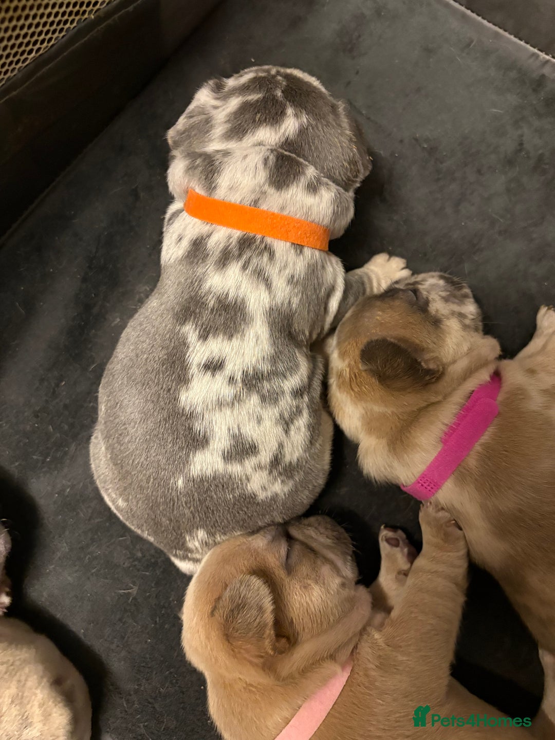 French Bulldog dogs for sale: FRENCH-BULLDOG LITTER  - Advert 28