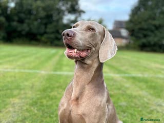 Weimaraner dogs KING KAISER in Manchester - Advert 1