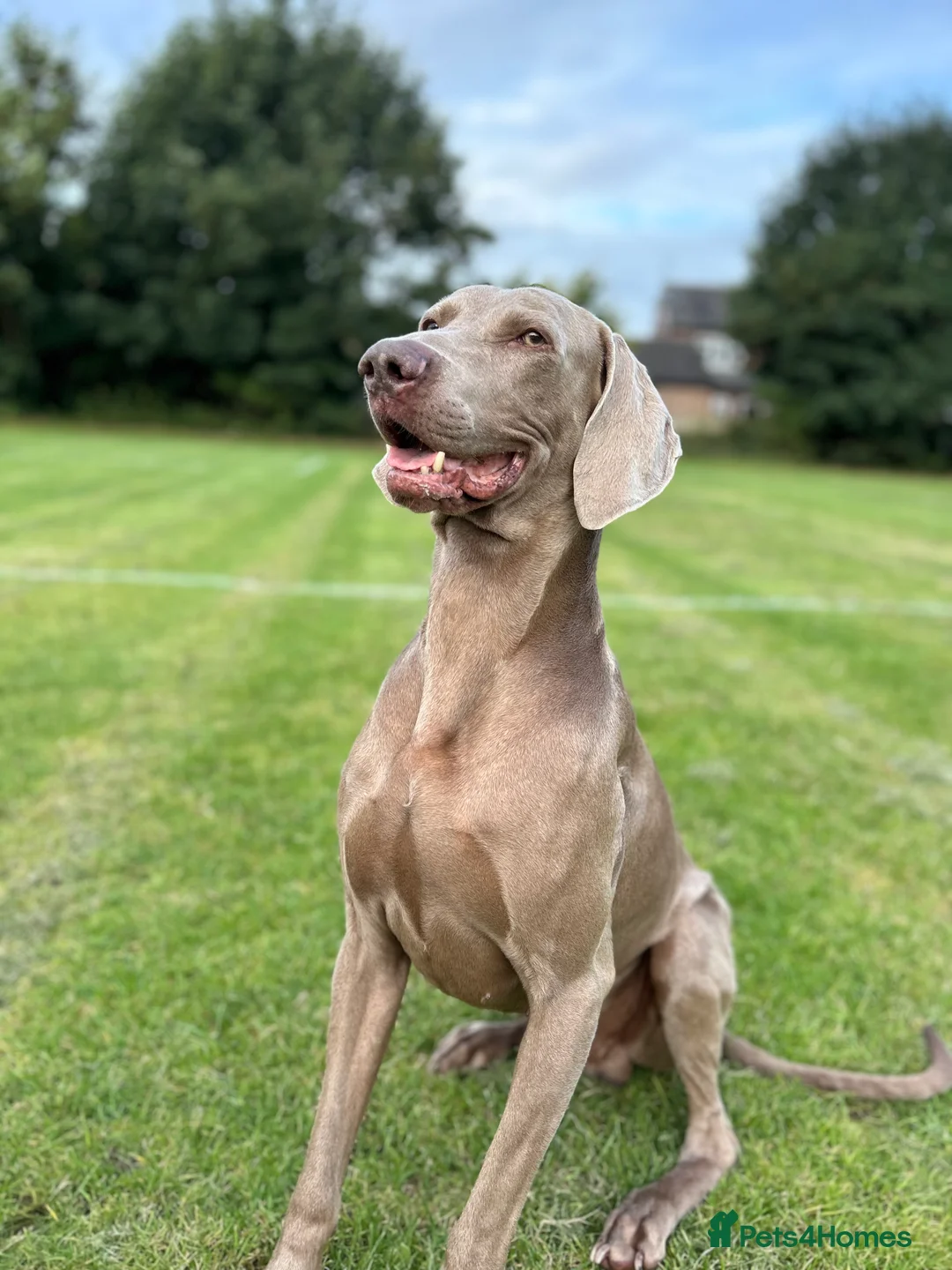 Weimaraner dogs for stud: KING KAISER in Manchester - Advert 2