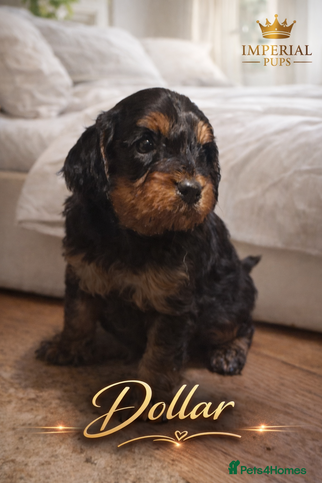 Cavapoo dogs Cavapoo boys – Health Tested KC Parents  - Advert 8