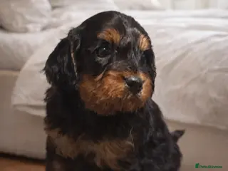 Cavapoo dogs Cavapoo boys – Health Tested KC Parents - Advert 8