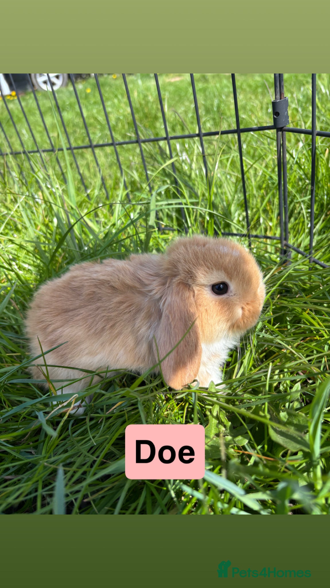 Mini Lop rabbits Adorable Mini Lop Babies - Advert 1