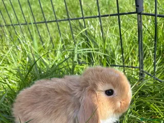 Mini Lop rabbits Adorable Mini Lop Babies - Advert 1