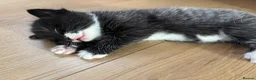 European cats for sale: Kittens  - Advert 5