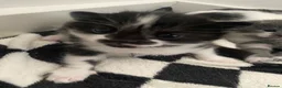 Mixed Breed cats for sale: Black and white kitten - Advert 5