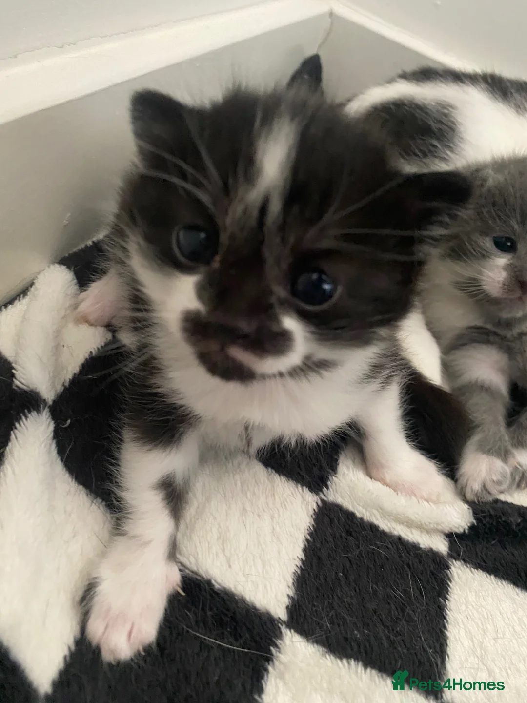 Mixed Breed cats for sale: Black and white kitten - Advert 5