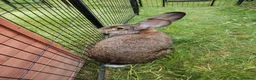 Continental Giant rabbits for sale: Pure continental giant rabbit male  - Advert 6
