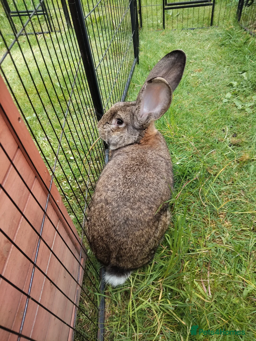 Continental Giant rabbits for sale: Pure continental giant rabbit male  - Advert 6