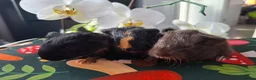 Guinea Pig rodents for sale: Marvelous males - Advert 3