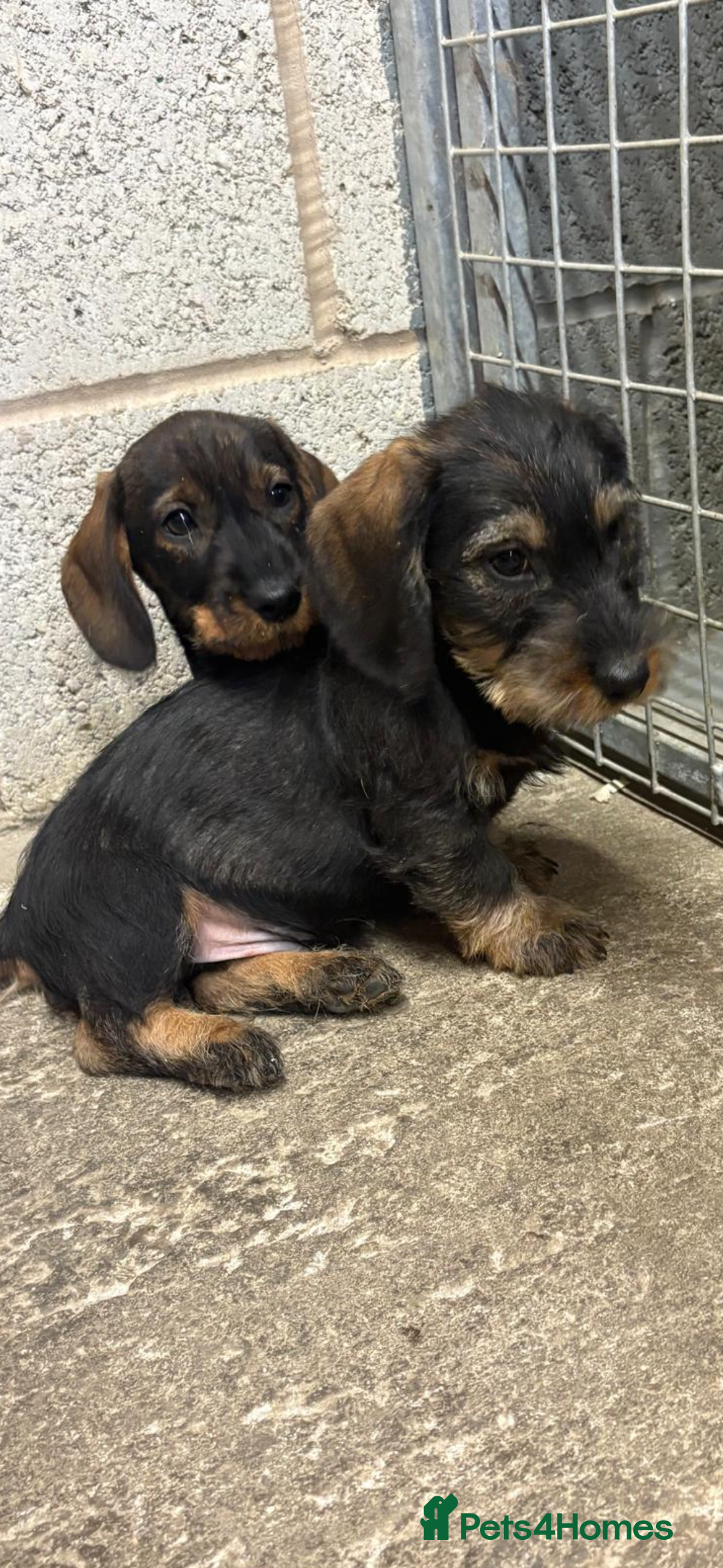 Dachshund dogs for sale: Ready now standard Wirehair dachshund (teckel)  - Advert 27