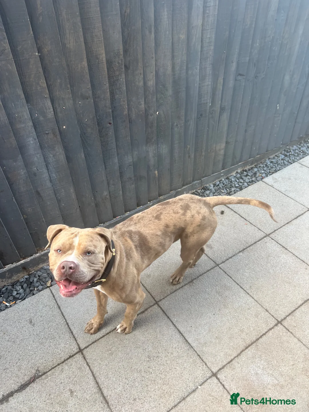 Mixed Breed dogs for sale: Mastiff x  - Advert 7