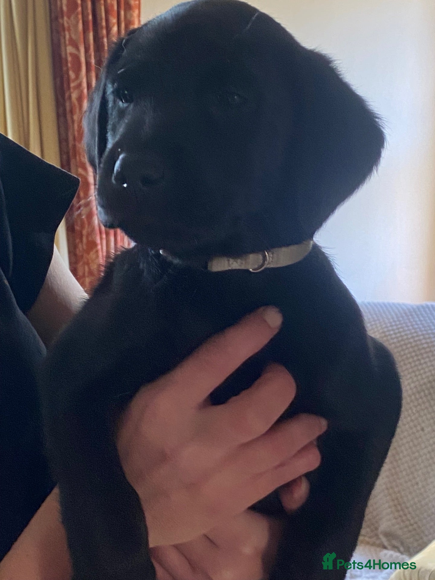 Labrador Retriever dogs STUNNING LABRADOR PUPPIES  - Advert 1