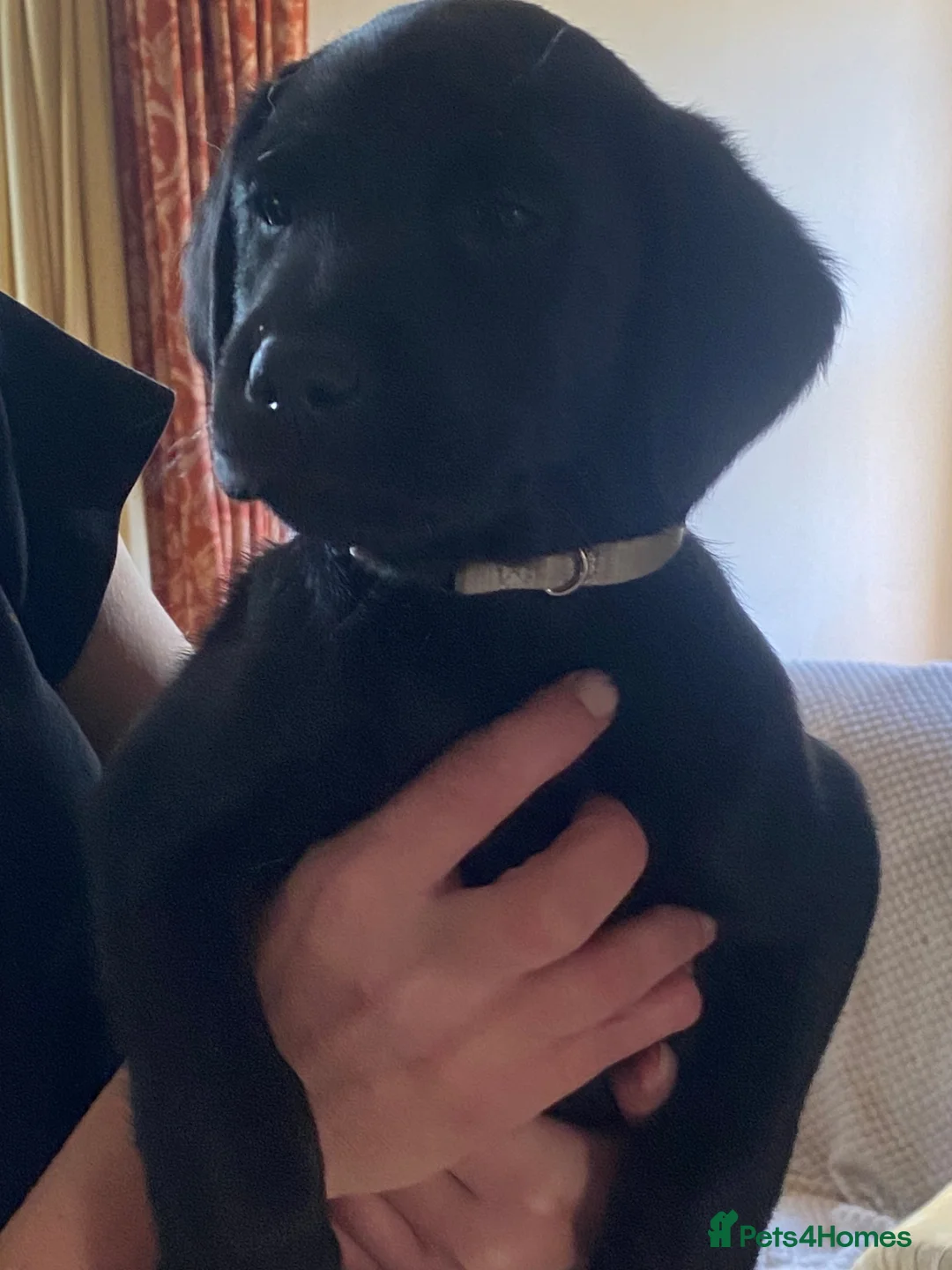 Labrador Retriever dogs for sale: STUNNING LABRADOR PUPPIES  - Advert 1
