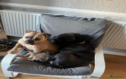 Mixed Breed dogs for sale: Our Beloved Companions - Image 3