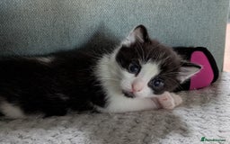 Domestic Shorthair cats for sale: Gorgeous Trio of Kittens to go together - Image 5