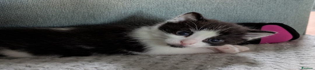 Black and White Shorthair