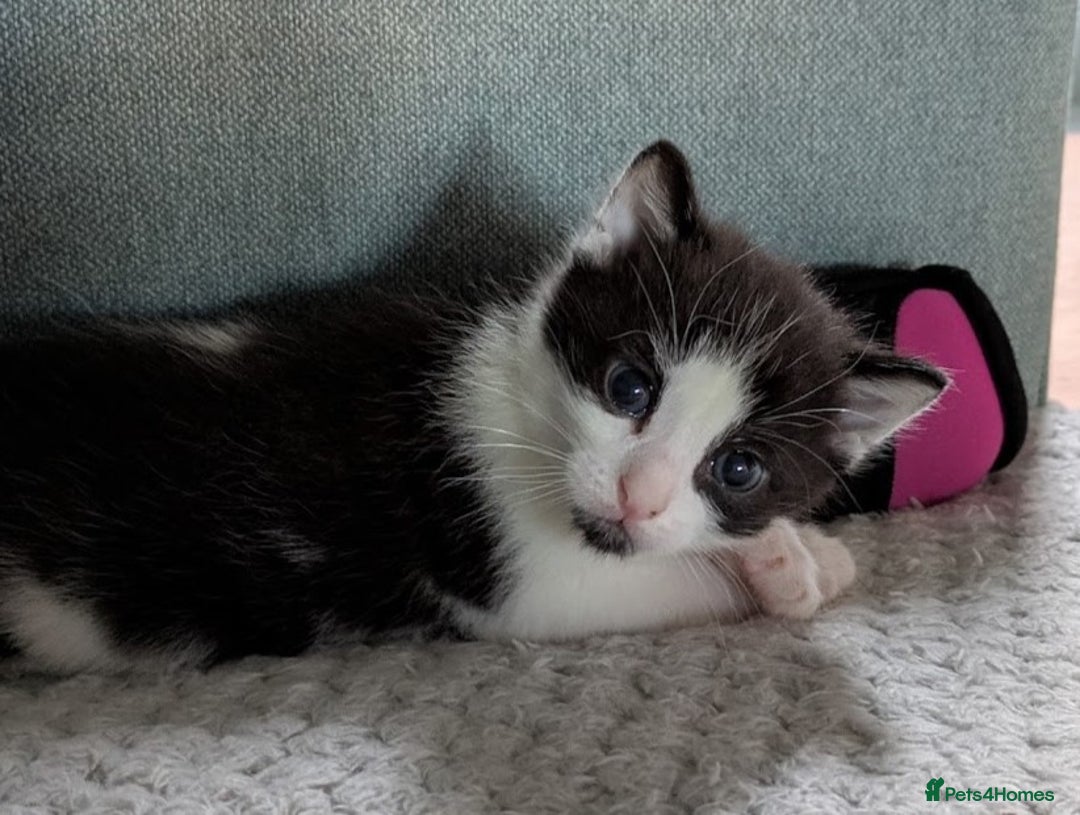 Domestic Shorthair cats for sale: Gorgeous Trio of Kittens to go together - Image 5