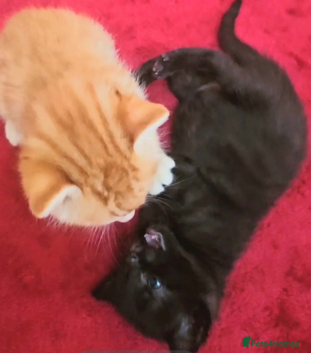 Mixed Breed cats for sale: Elven Bengal Mixes - Advert 37