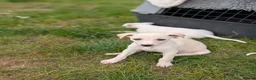 Whippet dogs for sale: Stunning whippet puppies  - Advert 8