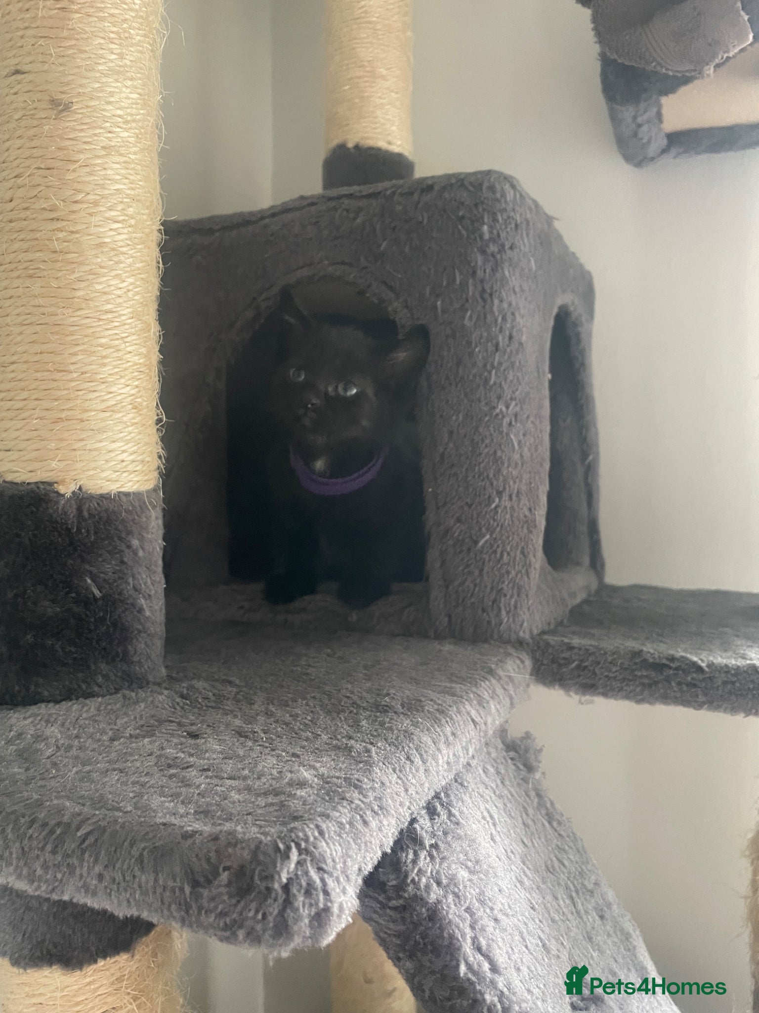 Mixed Breed cats 1 female available ready 26th may - Advert 7