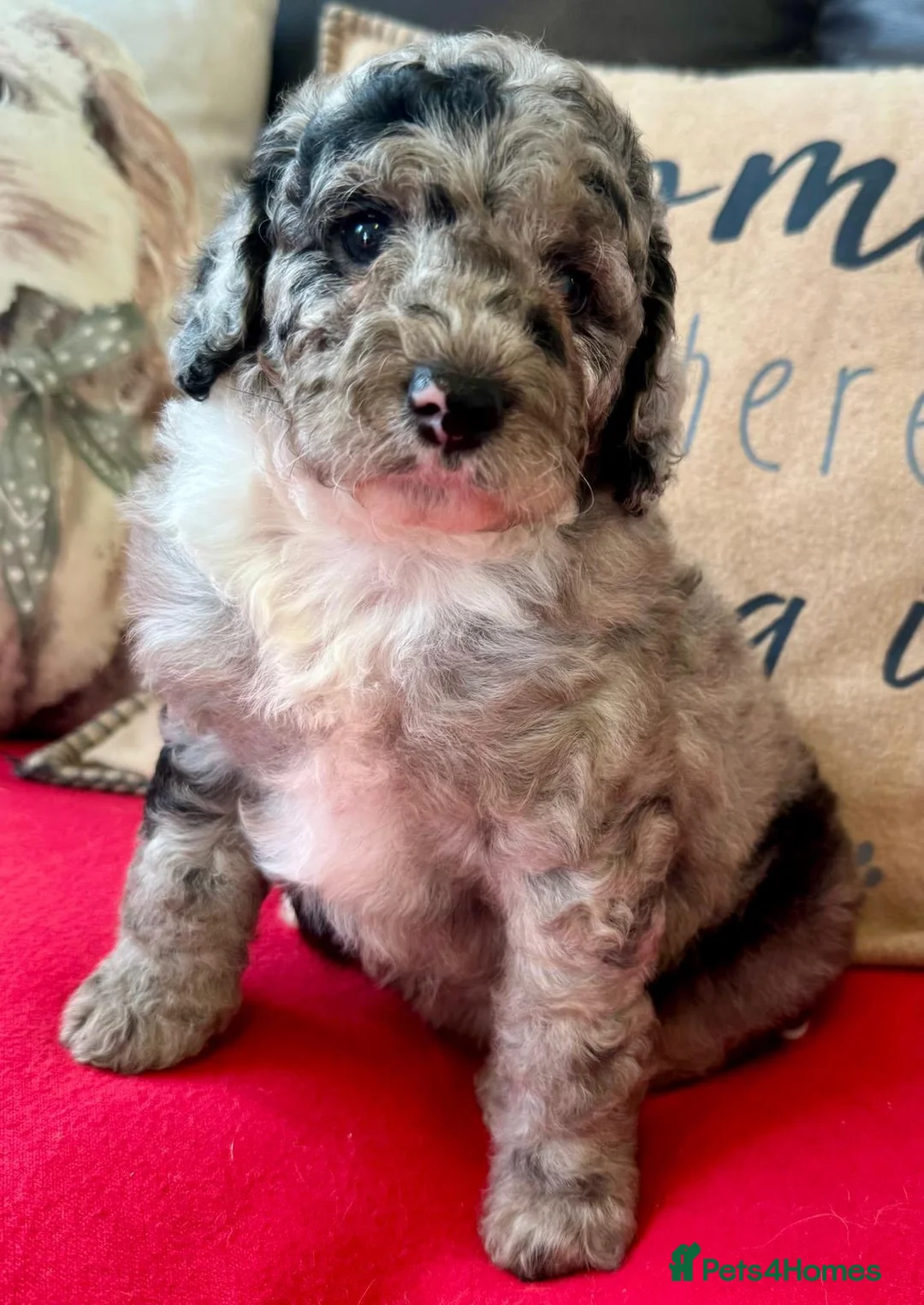 Cockapoo dogs for sale: F1bCockapoos 5 star  licenced premises  - Advert 2