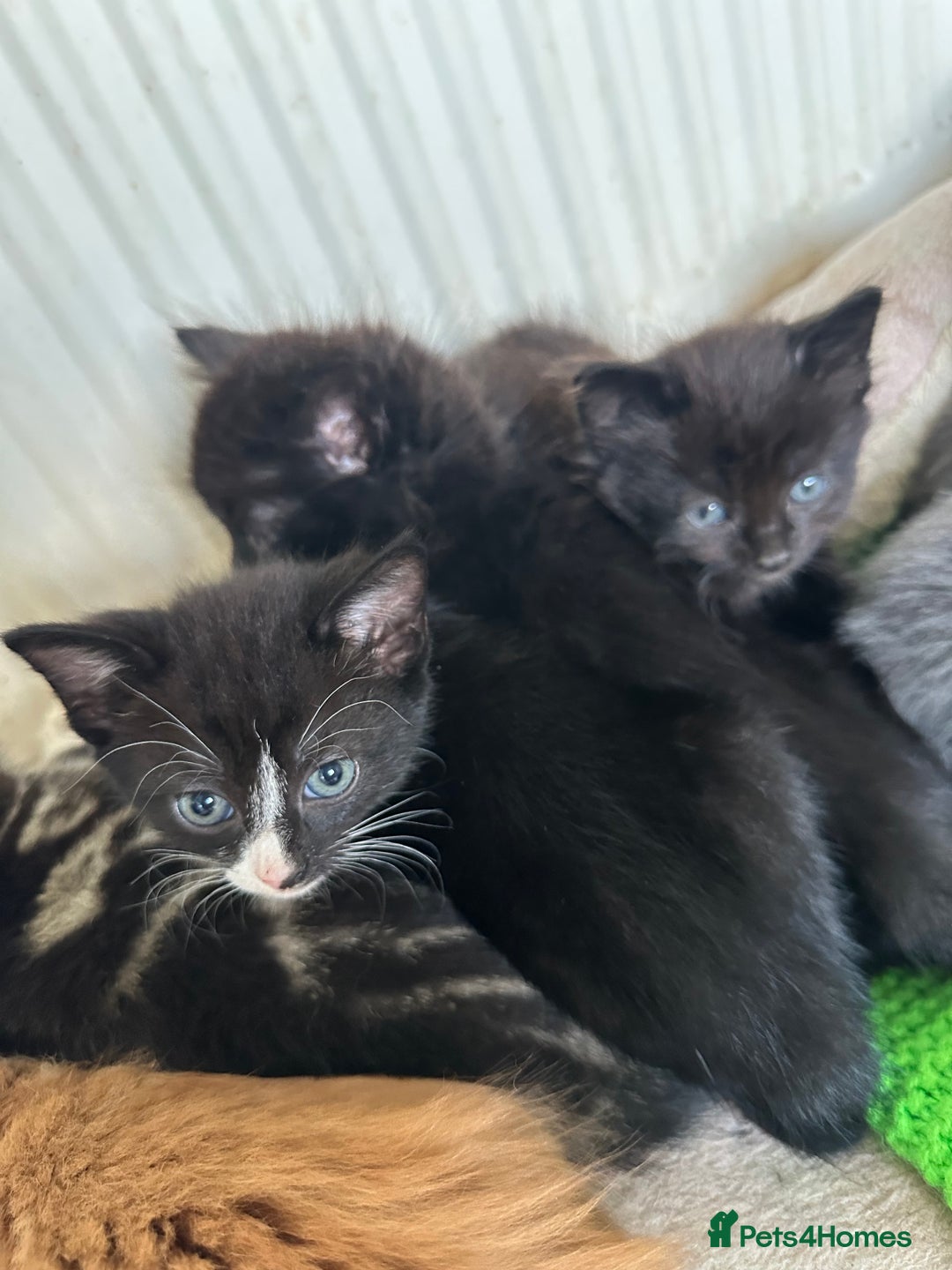 Mixed Breed cats for sale: Beautiful litter off kittens  - Image 23