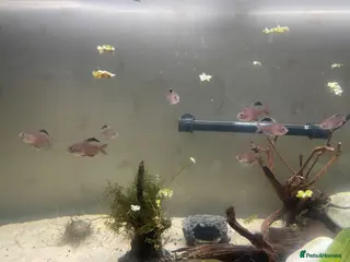 Tetras fish Healthy Community Fish - Advert 1