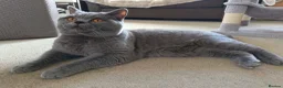 British Shorthair cats for stud: Blue British Shorthair stud, GCCF active - Advert 3