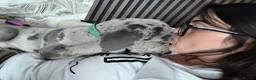 Great Dane dogs for sale: Male great dane  - Advert 12