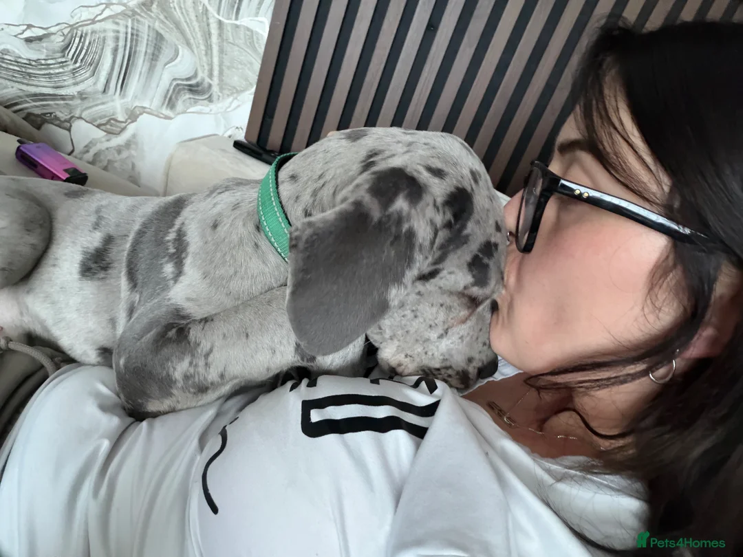 Great Dane dogs for sale: Male great dane  - Advert 12