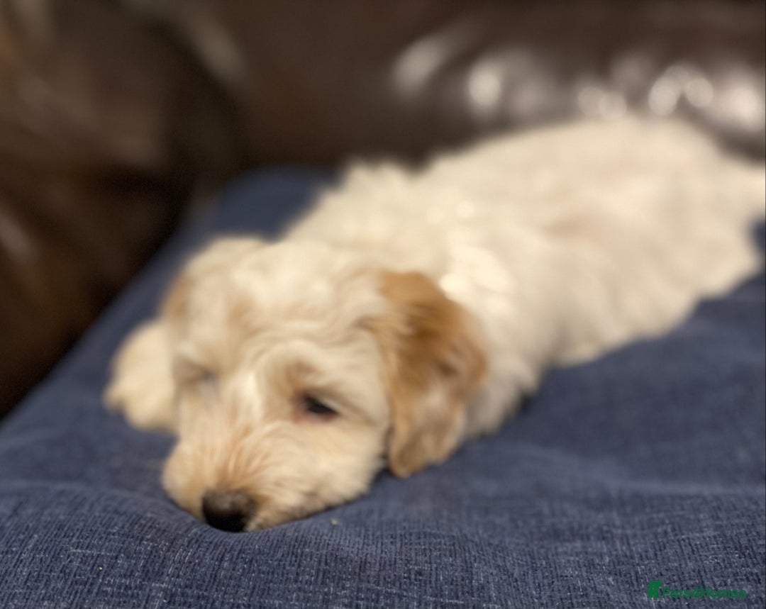 Cockapoo dogs for sale: Beautiful cockapoo puppy’s  - Image 20