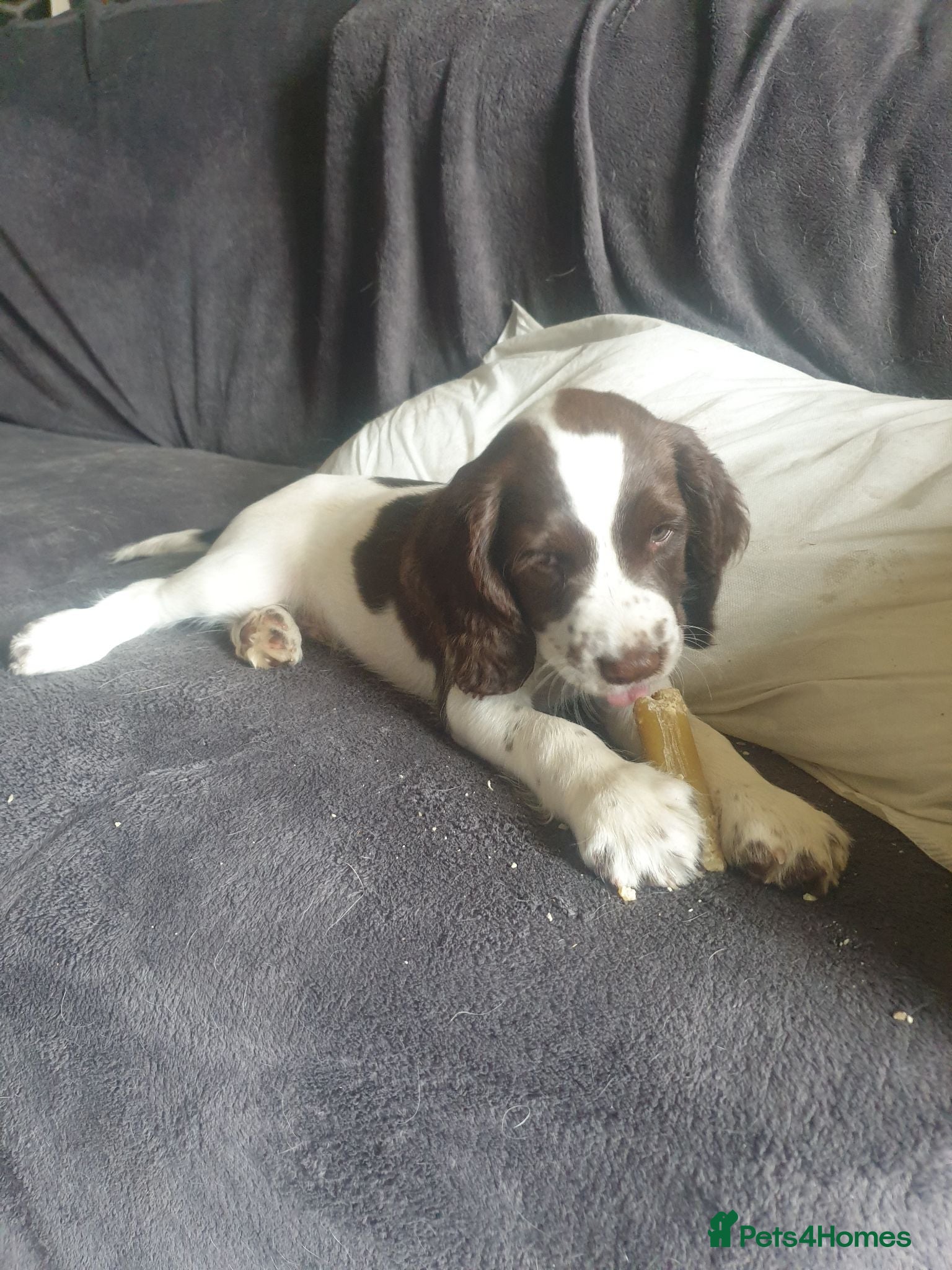 English Springer Spaniel dogs 1 kc registered boy dogs left - Advert 1