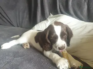 English Springer Spaniel dogs 1 kc registered boy dogs left - Advert 2