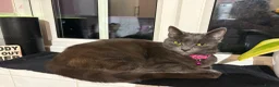 Mixed Breed cats for sale:  British Shorthair X kittens - Advert 4