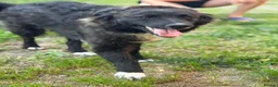 Mixed Breed dogs for adoption: 🌸🐾 KATY – A GENTLE GIRL FOR A LOVING HOME 🐾🌸 - Advert 6