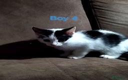 Mixed Breed cats for sale: 🩵kittens 🩵 - Image 6