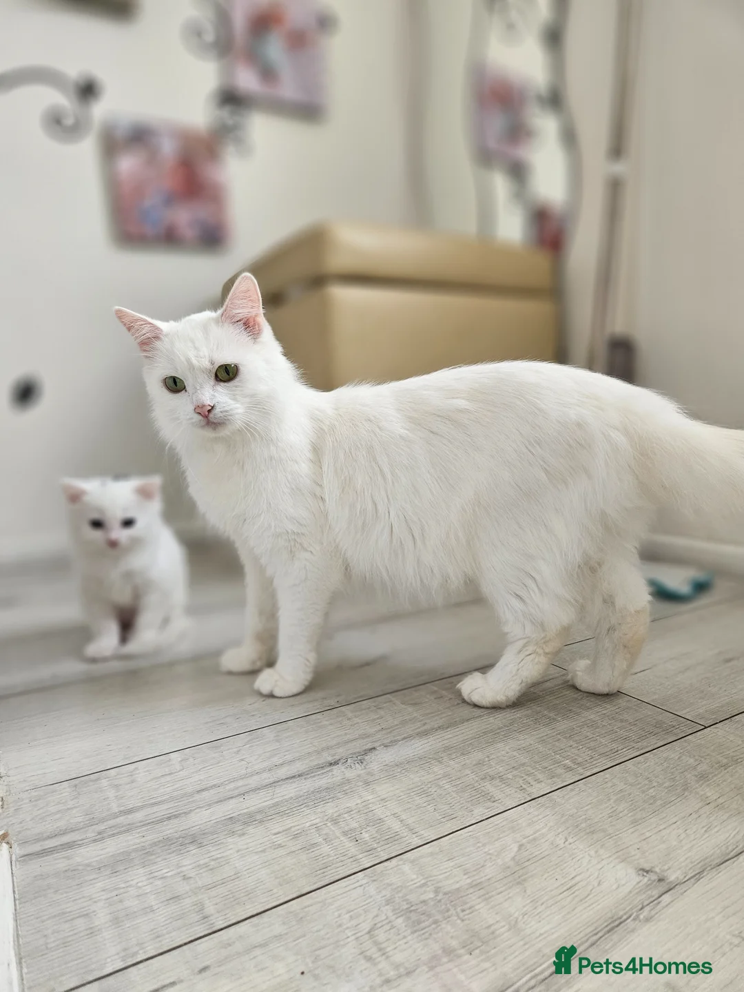 Turkish Angora cats for sale: Turkish Angora kitten  - Advert 5