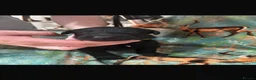 Lurcher dogs for sale: Lurchers puppy merle  - Advert 13