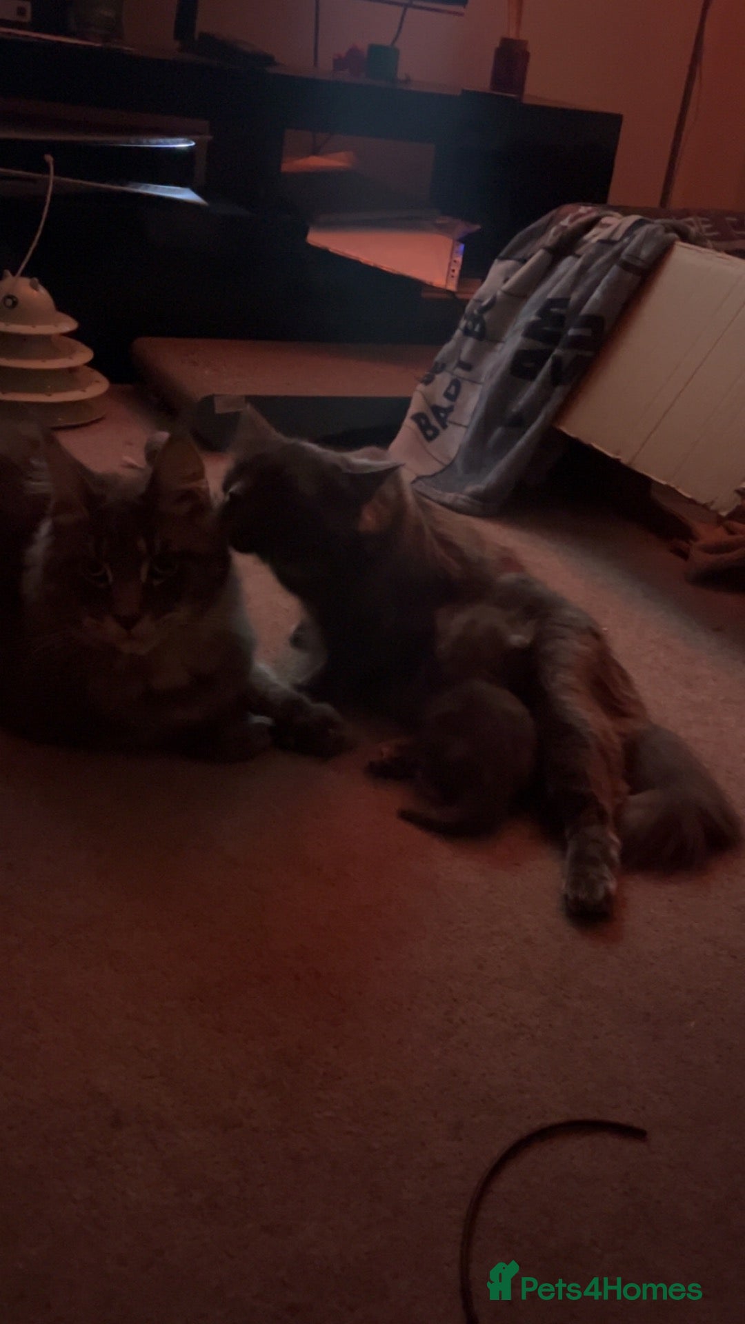 Mixed Breed cats for sale: Half Maine coon and British blue kitten - Advert 1