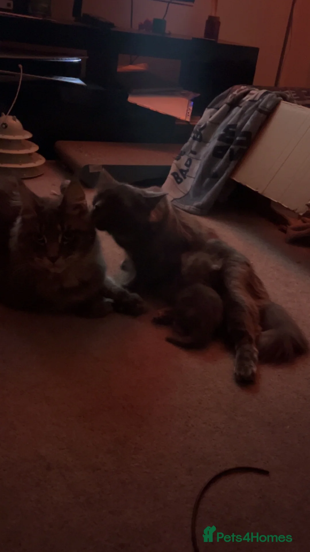 Mixed Breed cats for sale: Half Maine coon and British blue kitten in Stourbridge - Advert 1