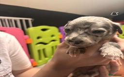 Whippet dogs for sale: Beautiful working whippets  - Image 3