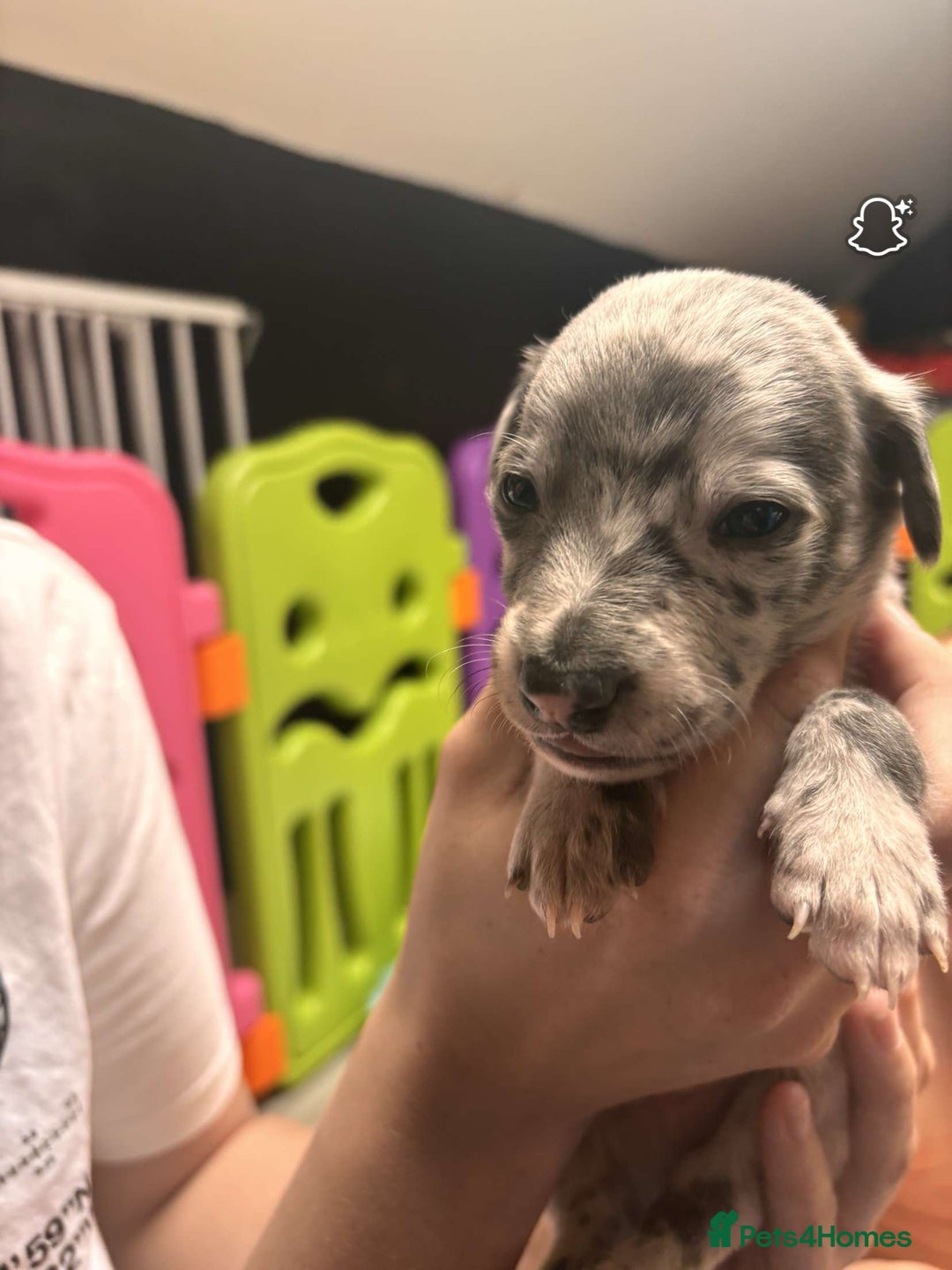 Whippet dogs for sale: Beautiful working whippets  - Image 3