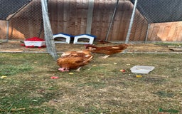 Chickens poultry for sale: 4 girls for sale - Image 6