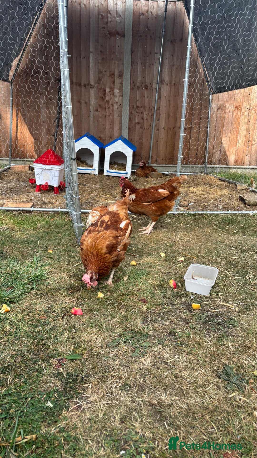 Chickens poultry for sale: 4 girls for sale - Image 6