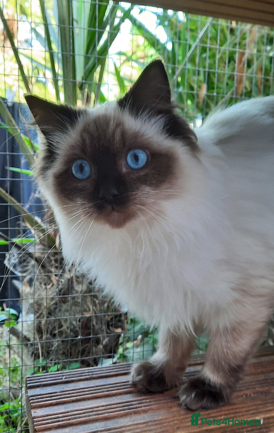 Ragdoll cats for sale: GCCF pedigree ragdoll kittens  - Advert 9